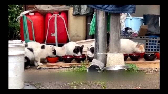 木曽ネコ会 YouTubeチャンネルより