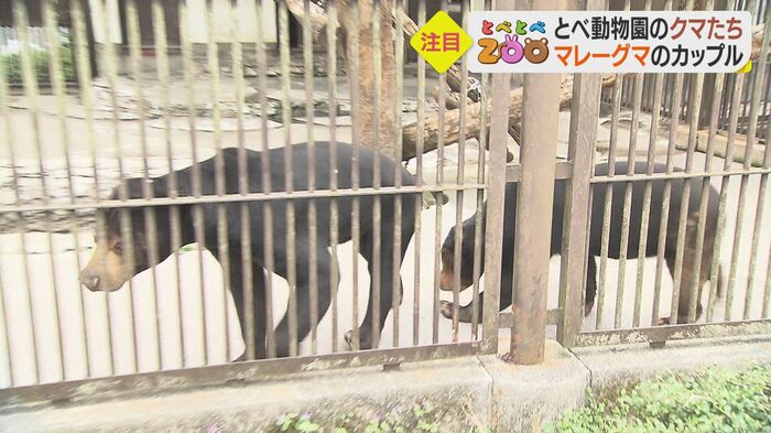 クマにしては小柄な彼らの名前は…?