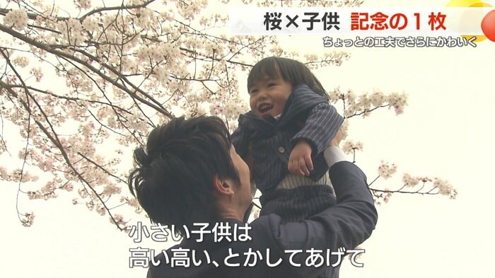 「高い高い」などで背景を桜いっぱいに