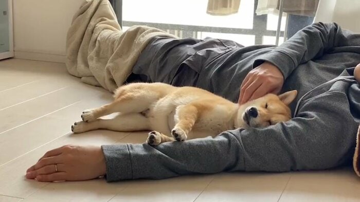 普段はパパさんとべったりな、まめ助くん