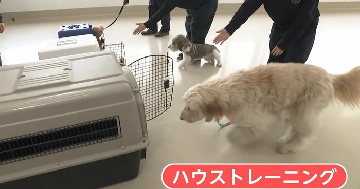 ハウストレーニング