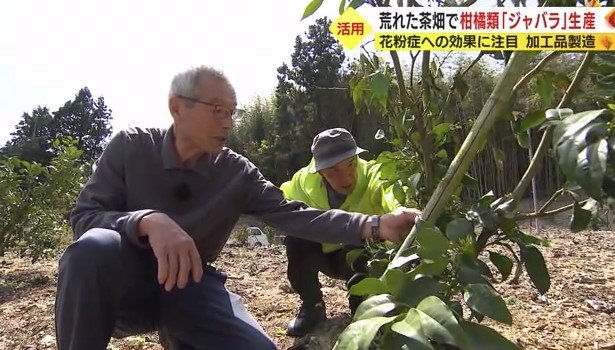ジャバラを栽培している紅林さんたち