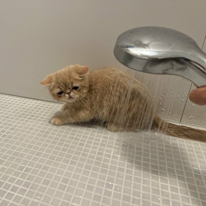 こまるくんはしょんぼりとした表情でシャワーの水をみている