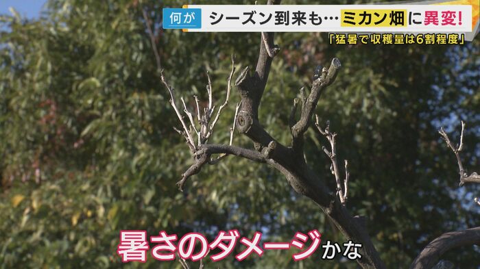 全体的に葉っぱが少なくて、ダメージが大きいミカンの木