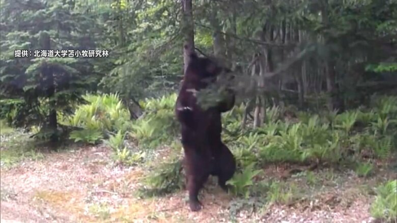 立った状態で200〜250cmか　「背こすり」でマーキング　“緑のオアシス”北海道大苫小牧研究林にヒグマ出没｜FNNプライムオンライン