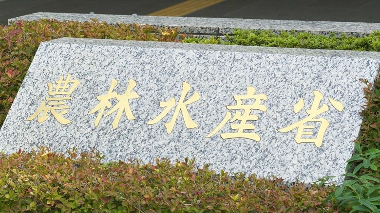 農林水産品の輸出額が上期で過去最高の8097億円　欧米などで日本食レストラン増が要因　健康志向高まりで「緑茶」も伸長　農水省｜FNNプライムオンライン
