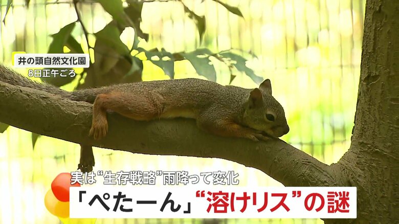 「かわいい！」木の上や地面にぺた～んと腹ばい…“溶けリス”　「暑さで溶けた」と話題　実は体温を下げるための生存戦略　｜FNNプライムオンライン