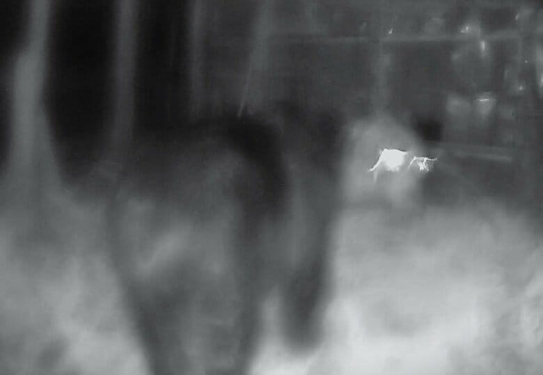 【ヒグマ注意報】また被害！トウモロコシ10本・スイカ5個が食い荒らされる…クマの仕業か？住宅地の家庭菜園で続く食害「ヒグマ注意報」の北海道上ノ国町＿隣接する福島町では新聞配達員がクマに襲われて死亡も｜FNNプライムオンライン