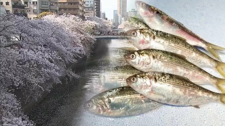 「有毒なものが流れてる？」大量の魚の死骸　桜の名所・目黒川に…専門家「花びらでプランクトン大量発生が関係」｜FNNプライムオンライン