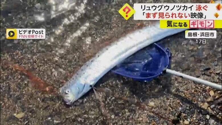 「なかなか自然界では見られない」リュウグウノツカイ　“体くねらせて泳ぐ”貴重な姿を海水浴客が撮影　島根・浜田市｜FNNプライムオンライン