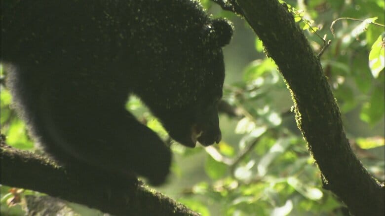 冬眠入らぬクマの出没に注意 富山市八尾町で新たな痕跡 市が注意呼びかける|FNNプライムオンライン