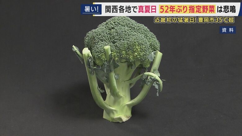 「売り上げは50万円くらい見込んでいたけど7～8万円。初めての経験で想定外」とブロッコリー農家　“早すぎる”暑さで生育進みすぎピンチ　今年初めて近畿で猛暑日｜FNNプライムオンライン