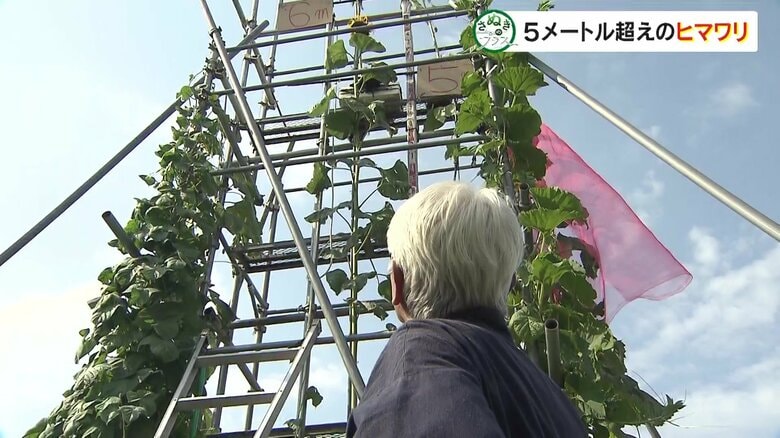 高松市の畑に育つ5メートル超えのヒマワリ　82歳の男性が「ギネス世界記録」目指し愛情注ぐ｜FNNプライムオンライン