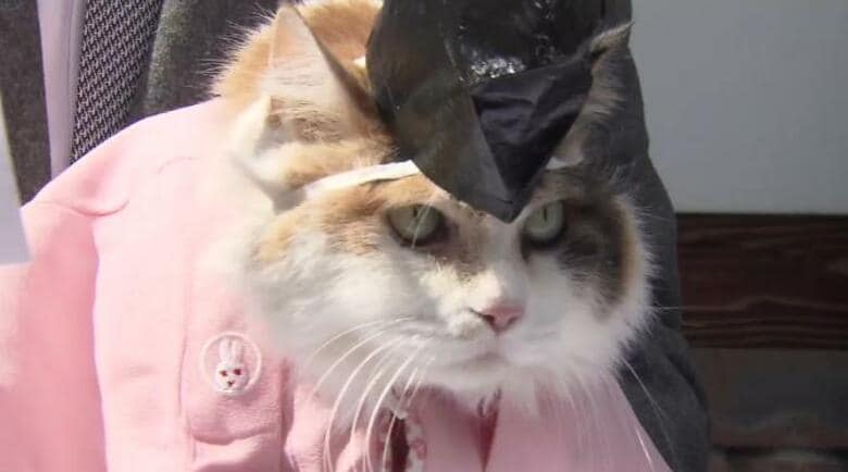 【速報】2代目のネコ駅長「ニタマ」永眠　和歌山電鉄初代ネコ駅長「たま駅長」の後を継ぎ人気｜FNNプライムオンライン