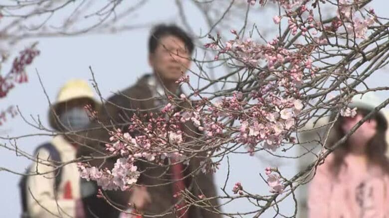 ソメイヨシノの「開花」福井地方気象台が発表　去年より6日早く｜FNNプライムオンライン