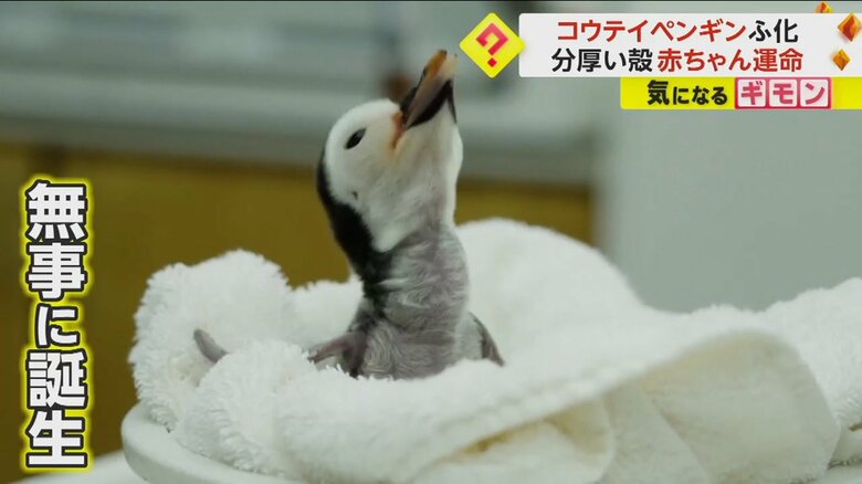 コウテイペンギンの赤ちゃん“ふ化”　分厚い殻を懸命に破る　動物園で13年ぶりの誕生　米・カリフォルニア州｜FNNプライムオンライン