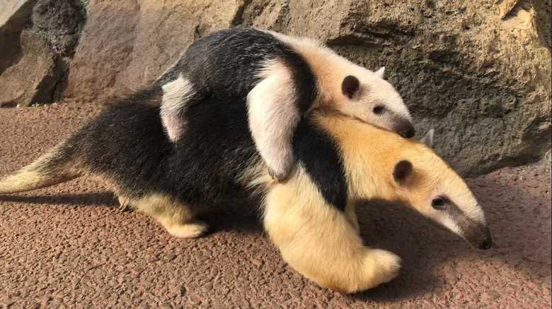 背中に乗っているのは弟の「トト」くん