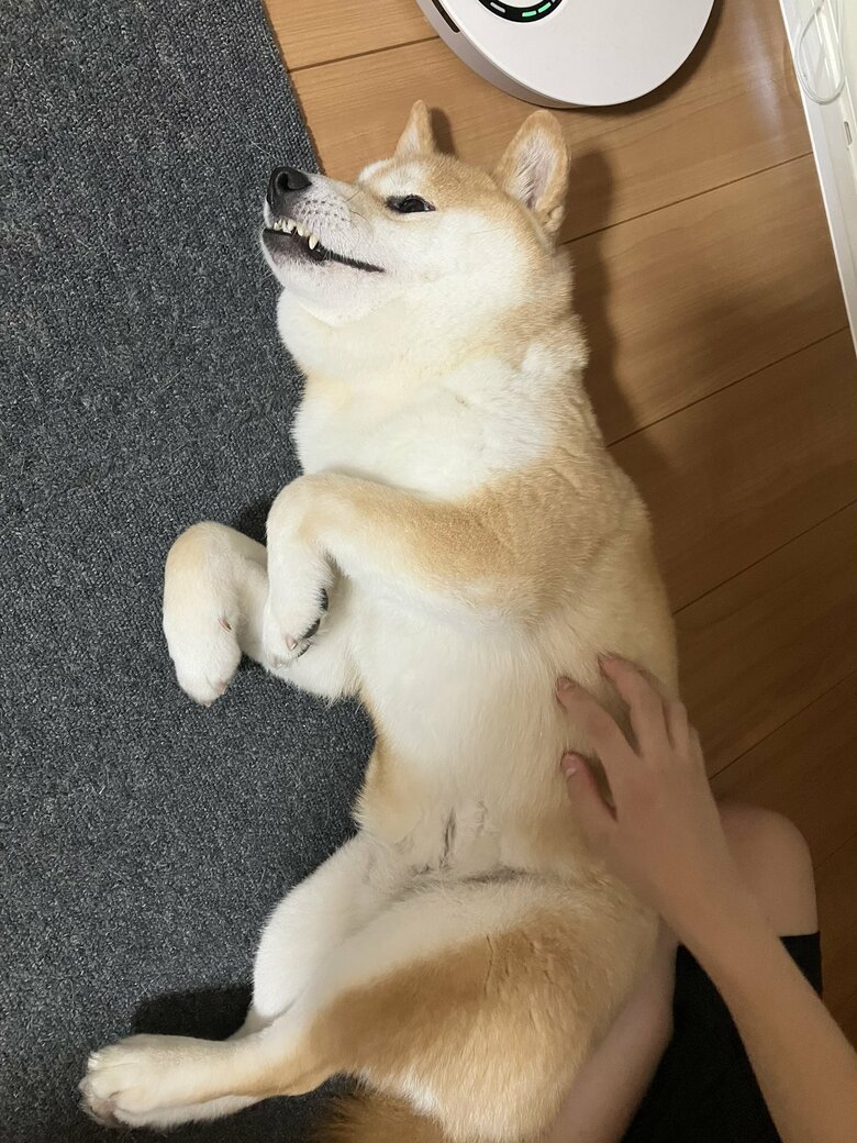 なでられて気持ちよさそう