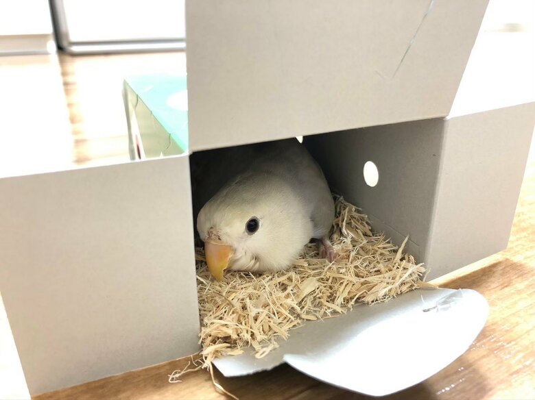 コザクラインコの寿珠ちゃん