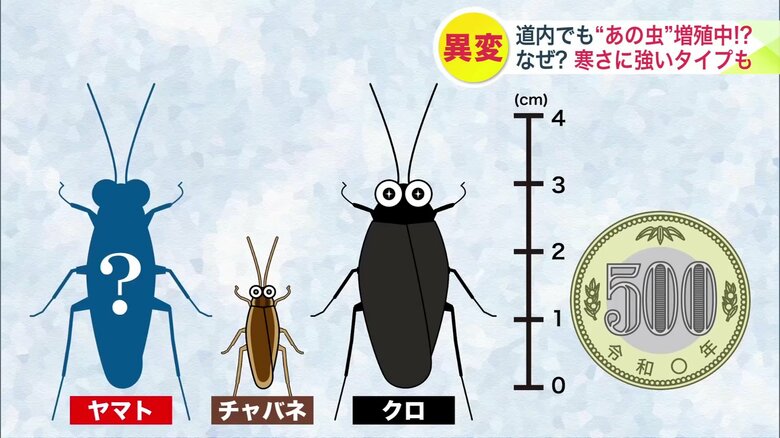 北海道に生息しているゴキブリは3種類