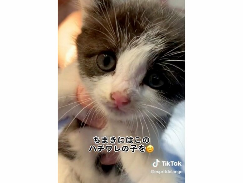 保護したときの陽葵ちゃん（提供：エンとちぃさん）
