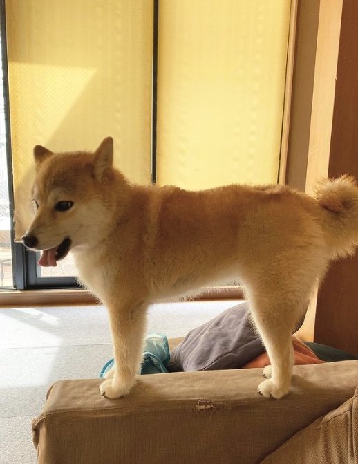 提供：柴犬こむぎさん