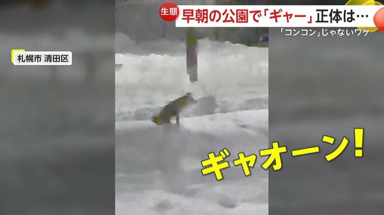 公園で撮影された「ギャオーン！」と鳴くキツネ