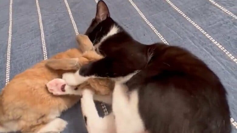 ビビくんのキックをもらったキナオくん