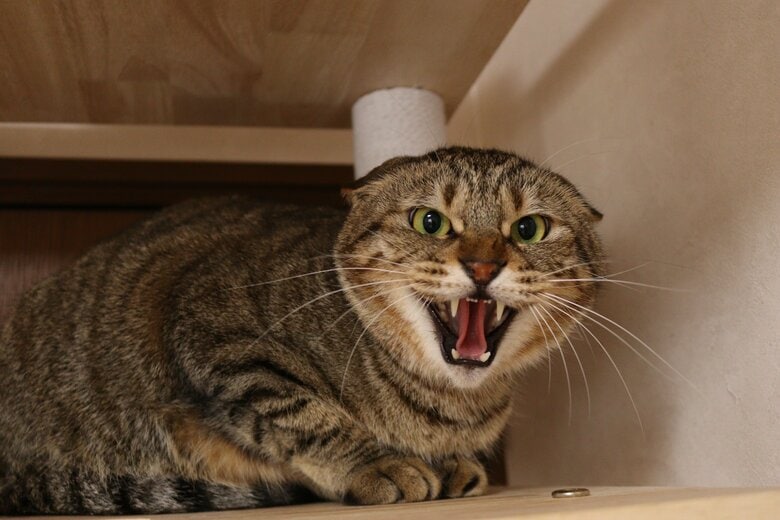 普段から“シャー”と威嚇してくる猫ばかり（写真提供：ねこかつ）