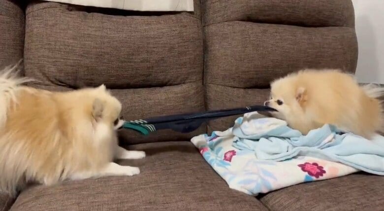 靴下を譲らないクララちゃんとマリンちゃん