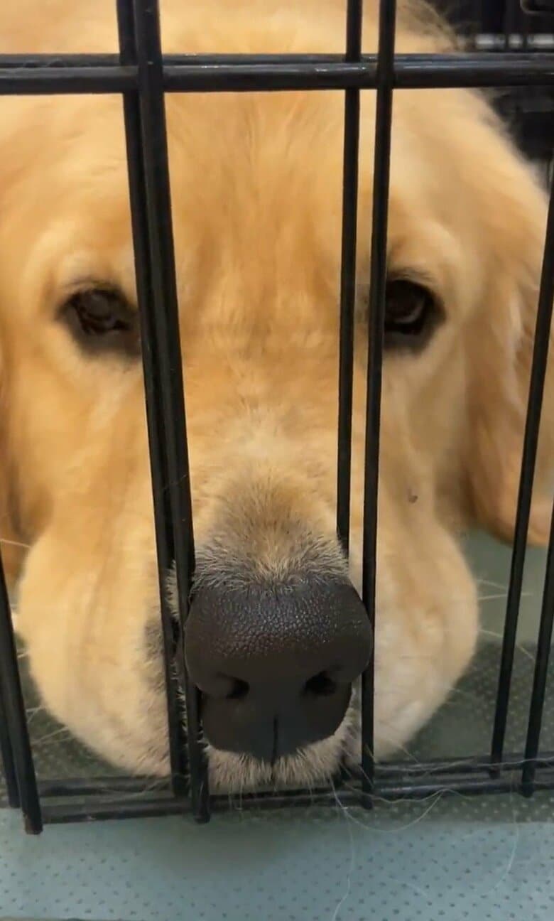 ロビンくんは鼻をここに入れるのが好きだという