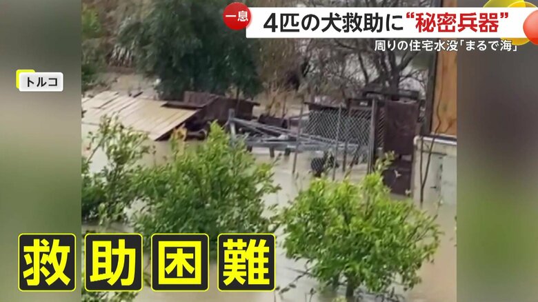 家の裏手で立ち往生している犬（IHA）