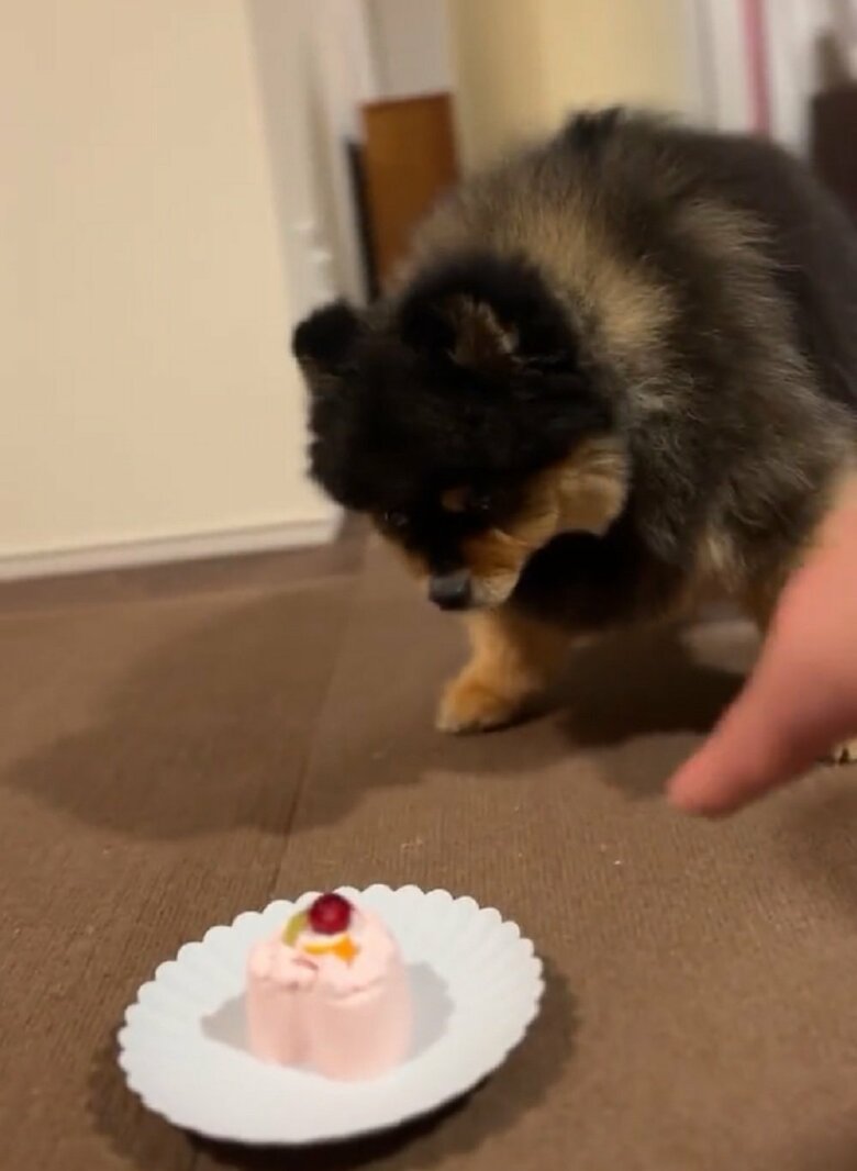 飼い主さんが「食べても良い」と指で示す