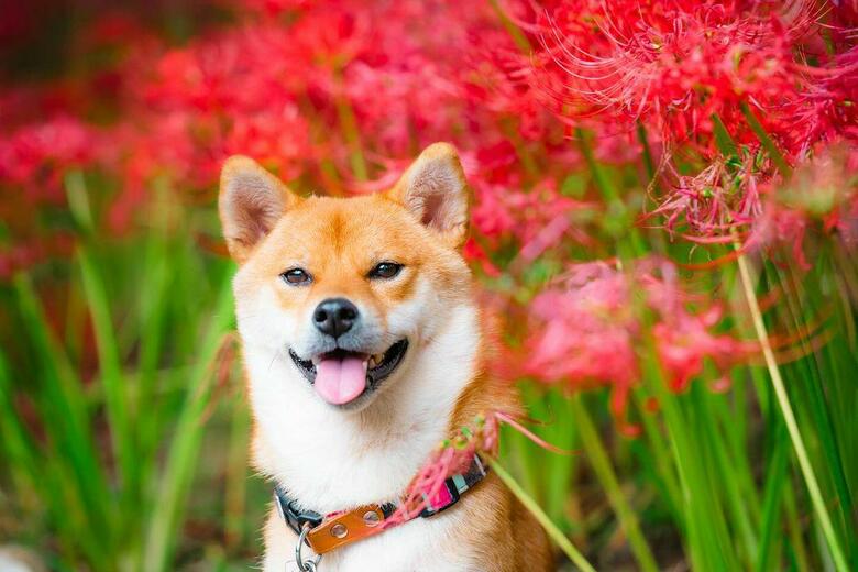 提供：柴犬 むぎさん