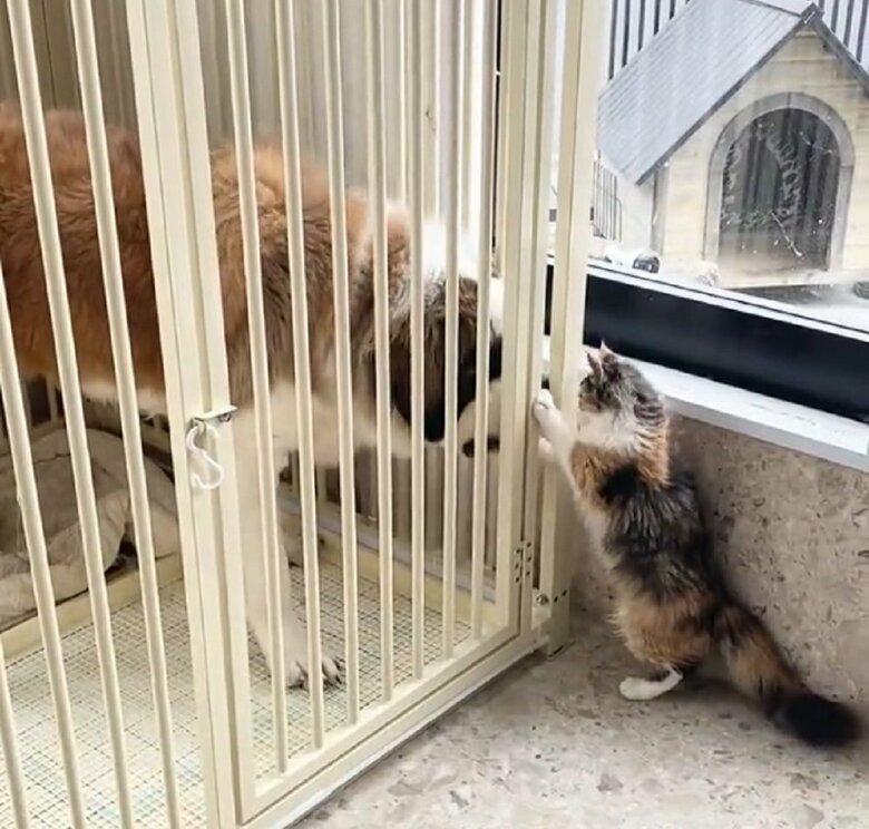 サークル越しでも仲良し