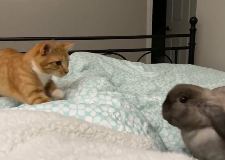 ベット警備をするあやめちゃん（提供：和泉ユタカさん）