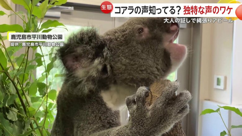 「鹿児島市平川動物公園」で撮影されたコアラの映像