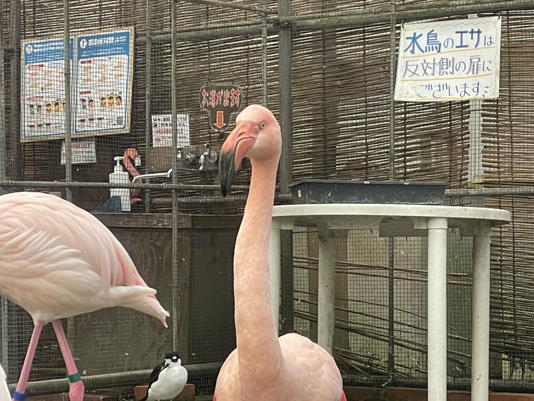 提供：富士花鳥園
