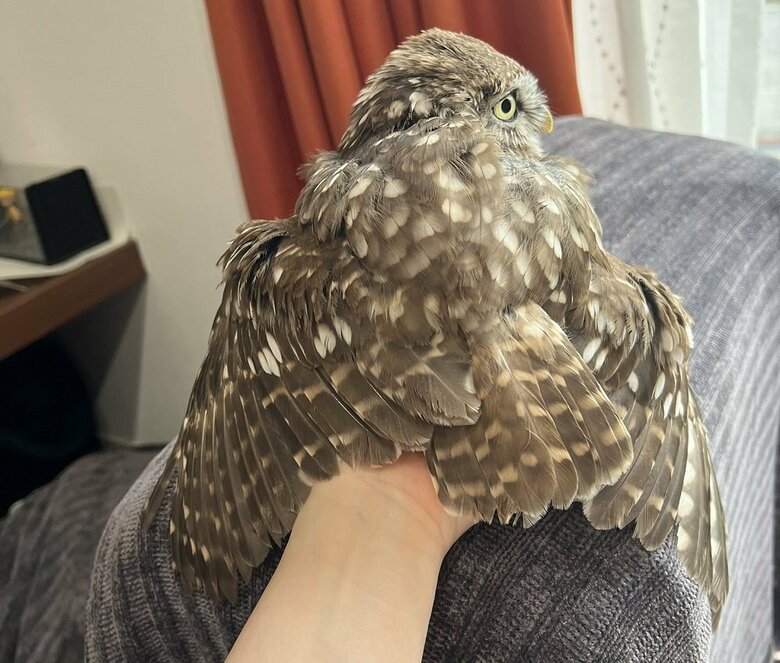 手をつかんではなさない様子（投稿画像の人は別の日に撮影）