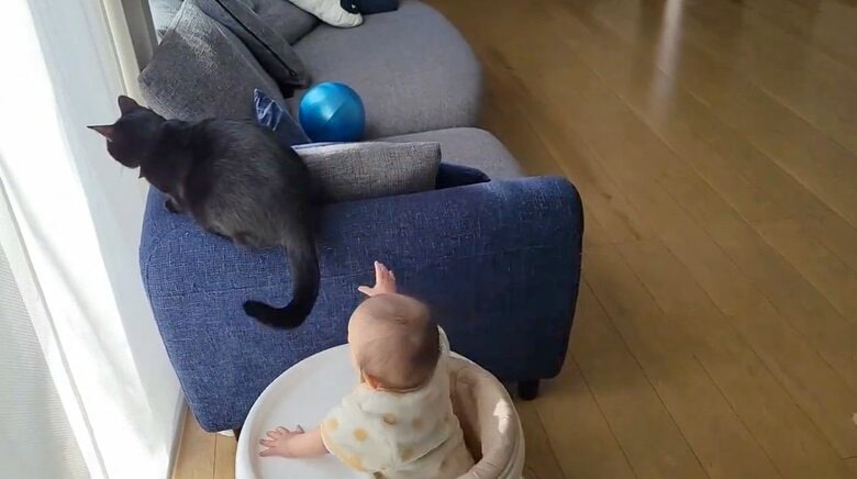 その尻尾をつかもうとしている（提供：仔猫を拾ったので）