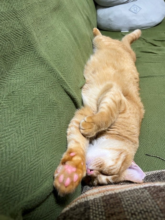 ソファでのびるてんちゃん