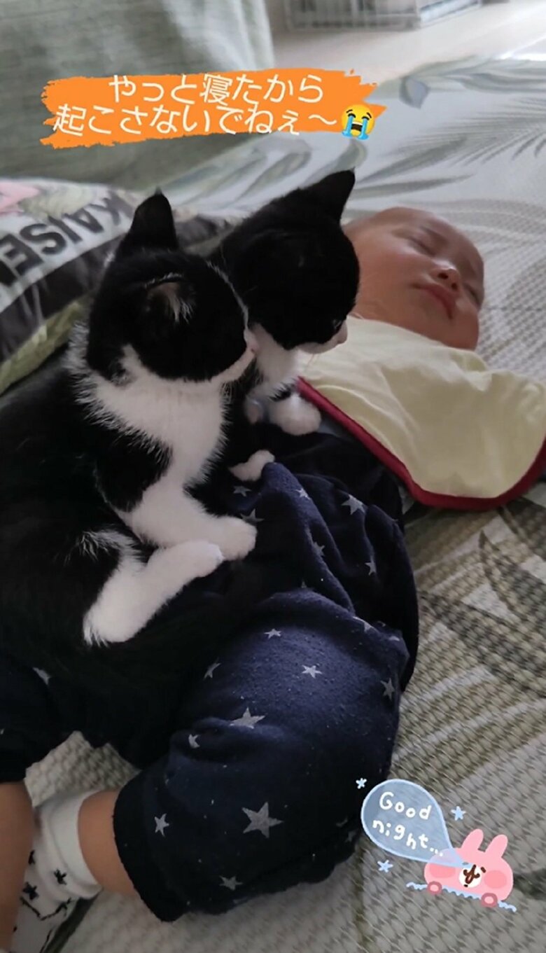 体の上で子猫が動いても蓮慈くんが起きる様子は全くない