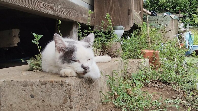 すやすやなポン酢くん