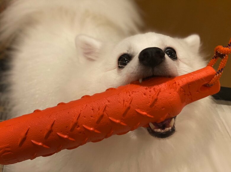 提供：ぽぽさん