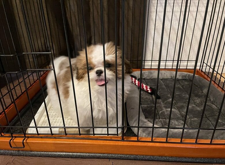 家族として迎えられた当初