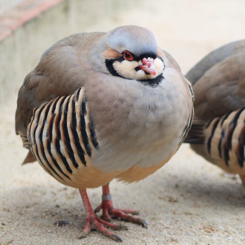 やっぱり今日もかわいい