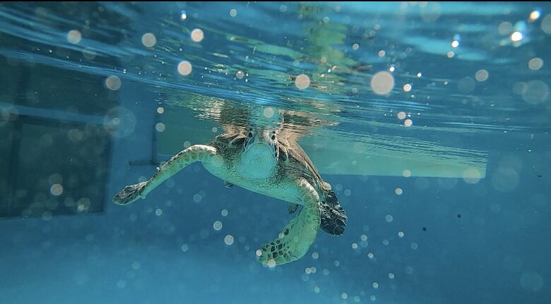 もちろん、ウミガメもたくさんいる