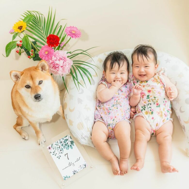生後7カ月（提供：柴犬　むぎさん）