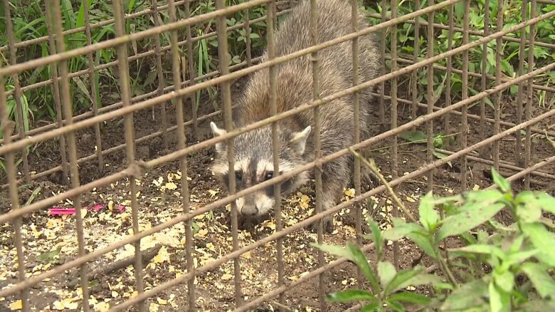 わなにかかっていたアライグマ
