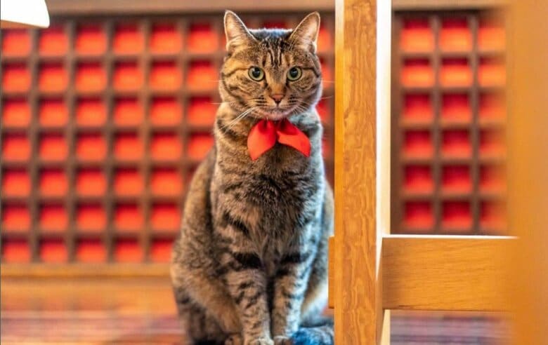 “おもてにゃし”で多くの人を元気づけてきた